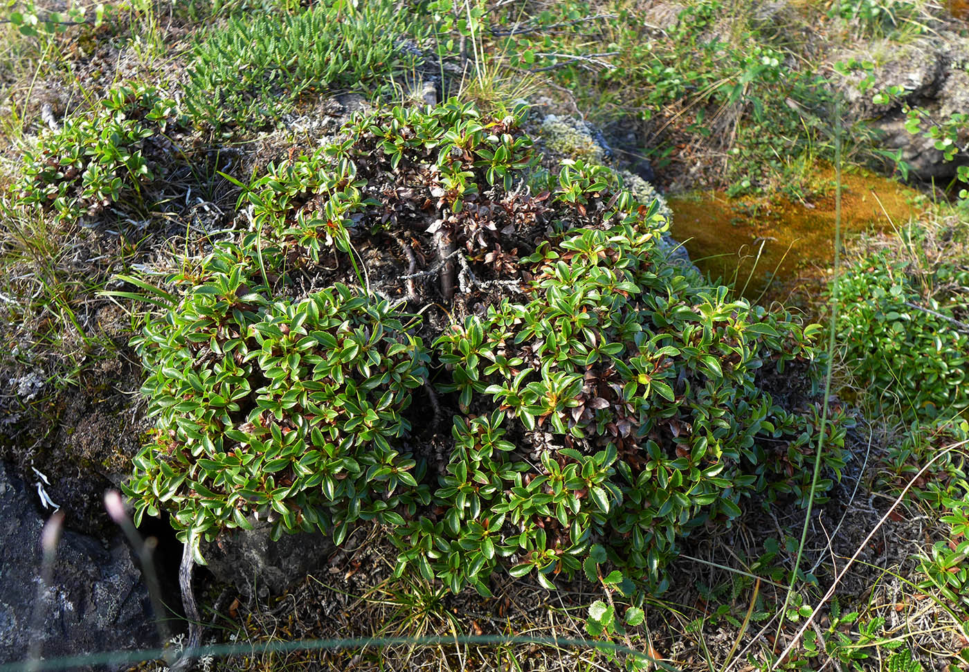 Изображение особи Salix tschuktschorum.