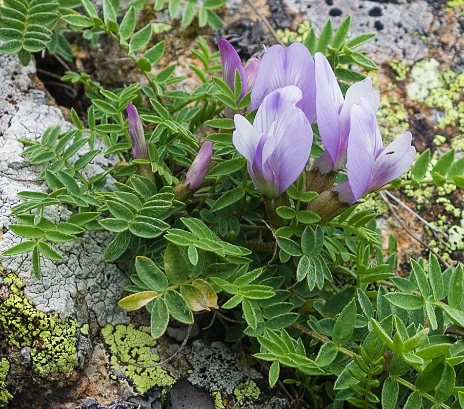 Изображение особи Astragalus levieri.