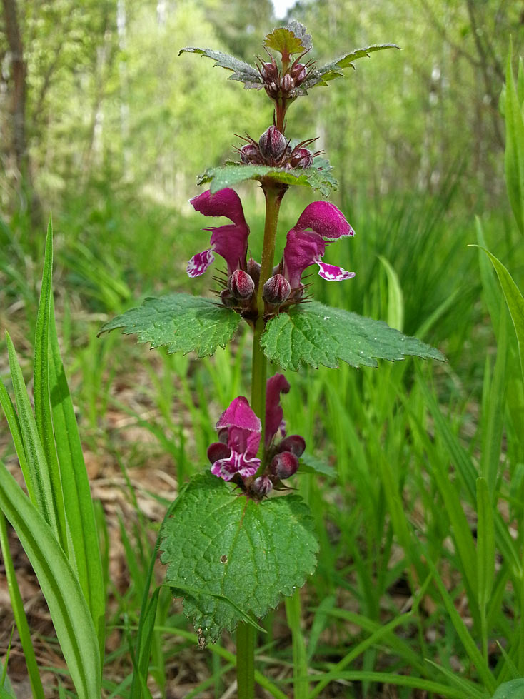 Image of Lamium maculatum specimen.