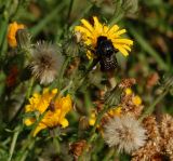 Picris hieracioides