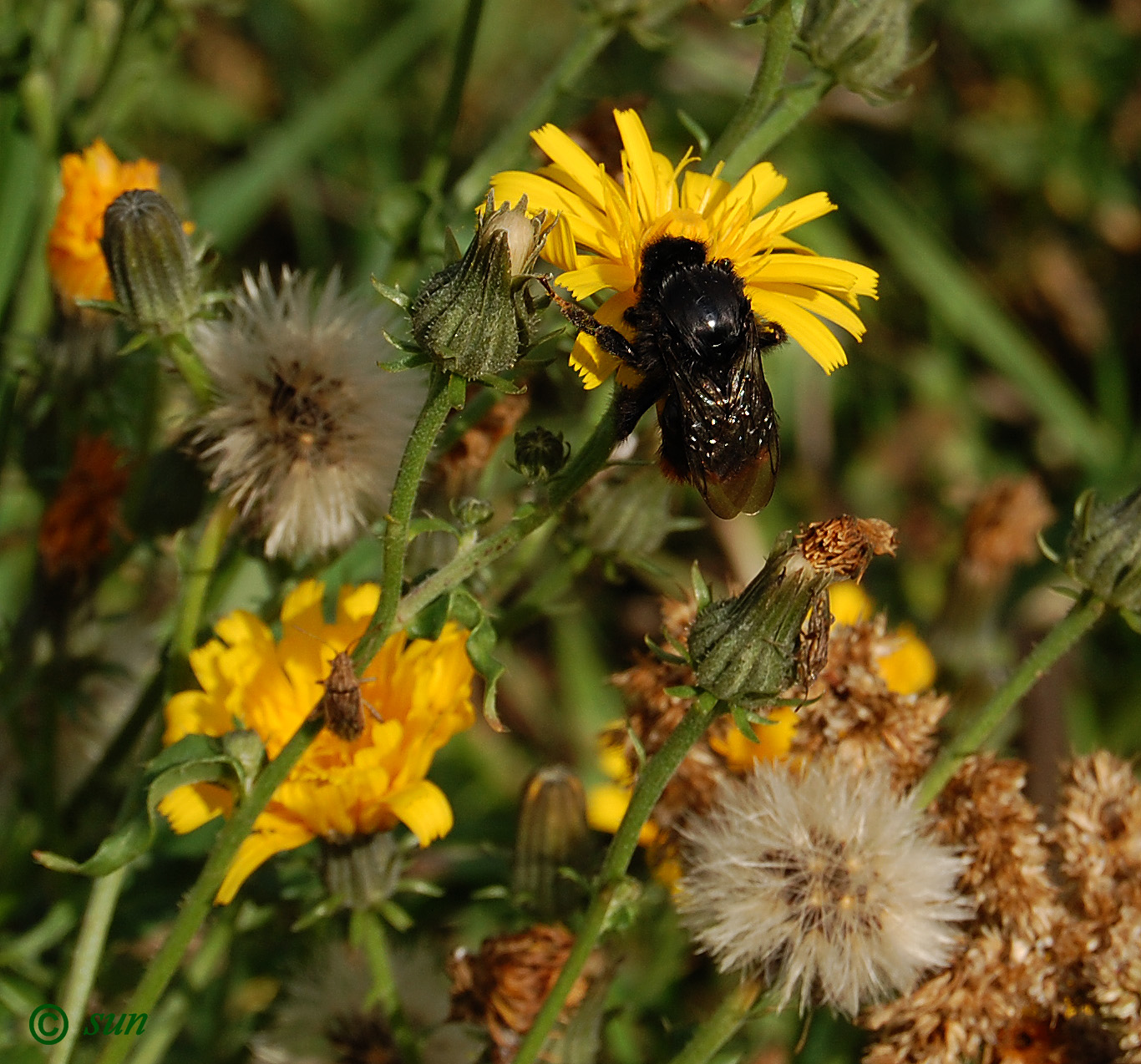 Image of Picris hieracioides specimen.