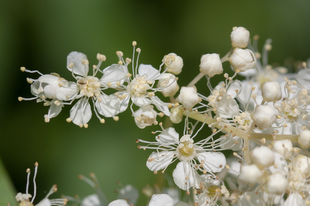 Изображение особи Filipendula ulmaria ssp. denudata.
