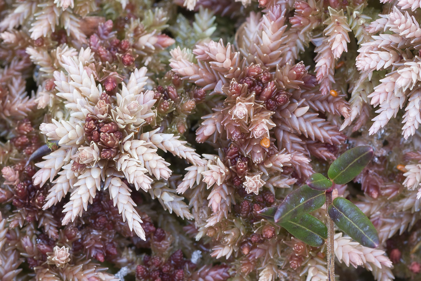 Изображение особи Sphagnum divinum.