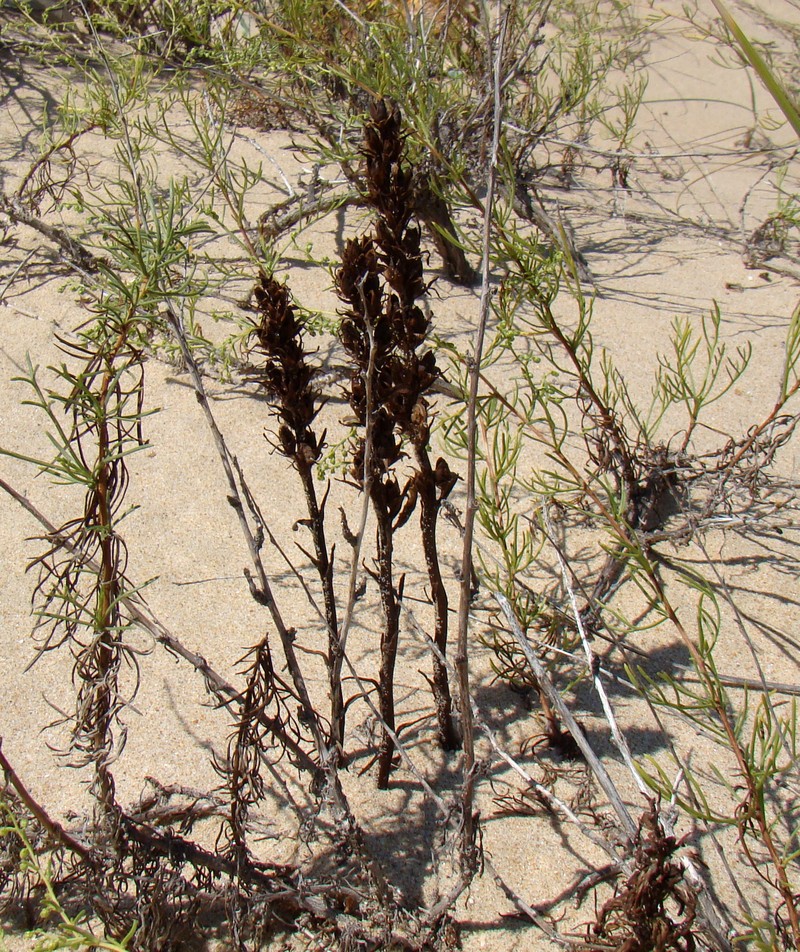 Image of Phelipanche arenaria specimen.