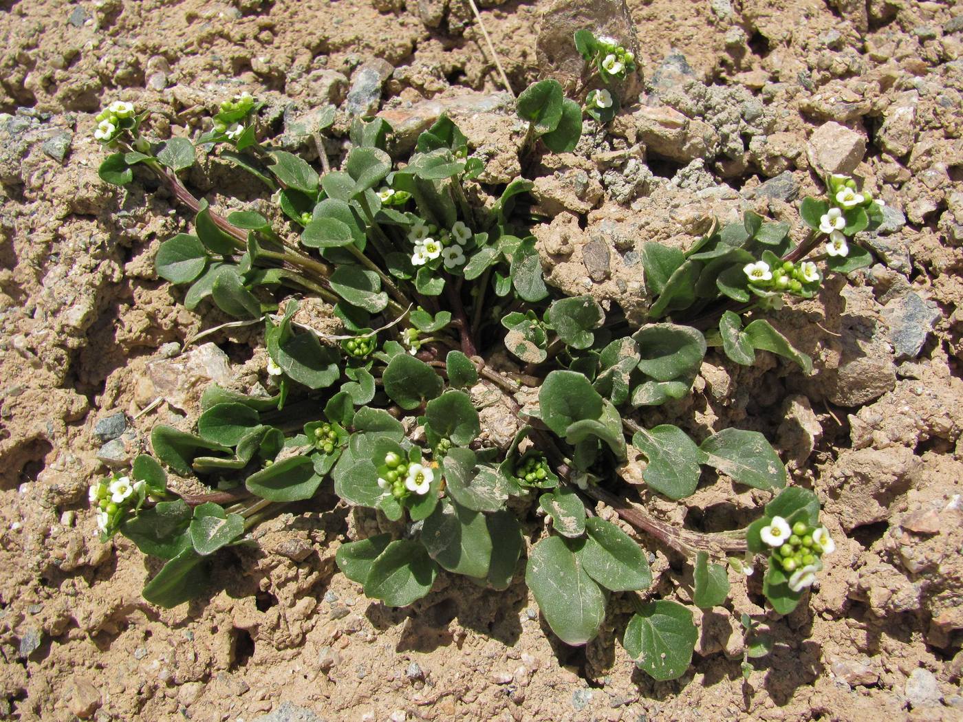 Image of Taphrospermum altaicum specimen.