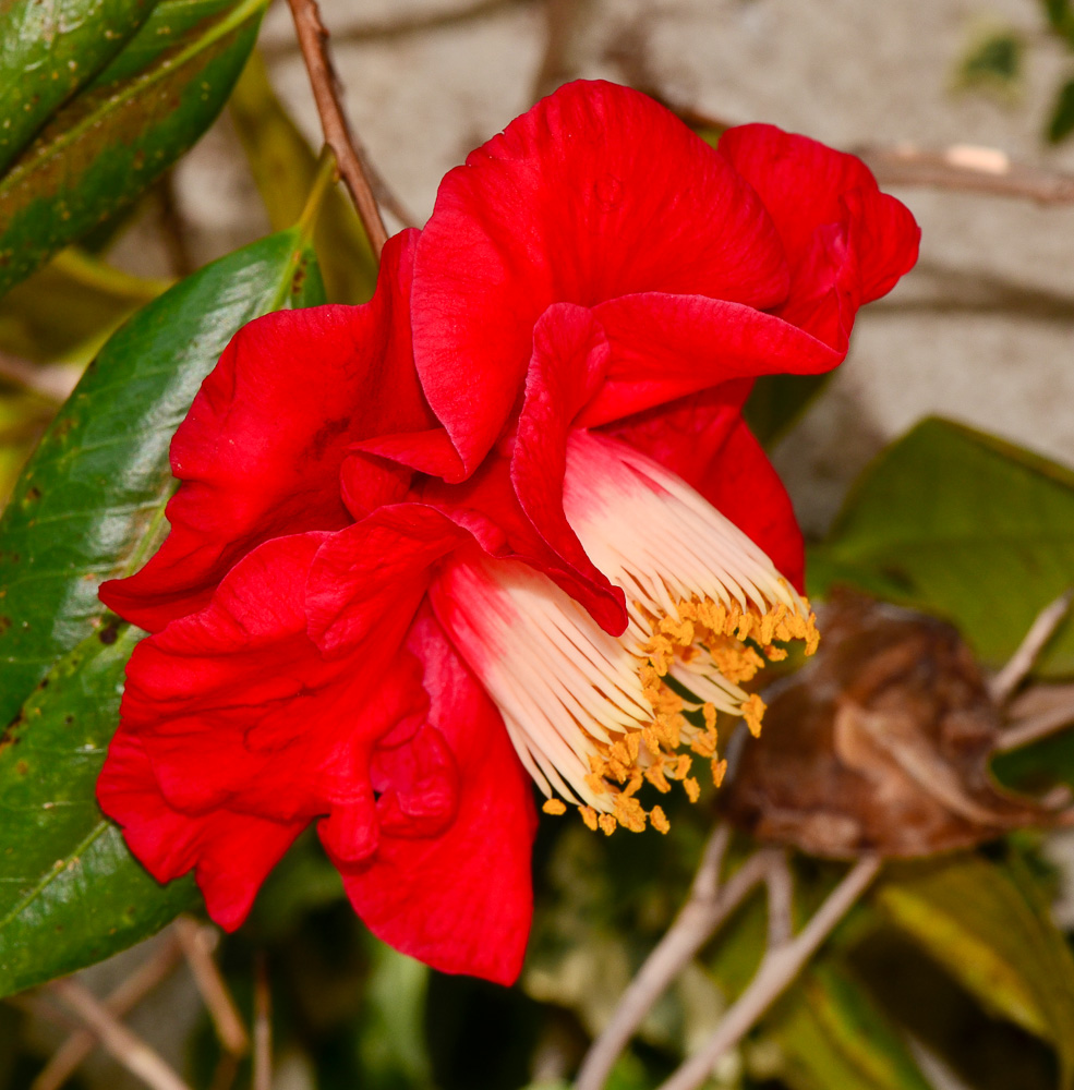 Image of Camellia japonica specimen.