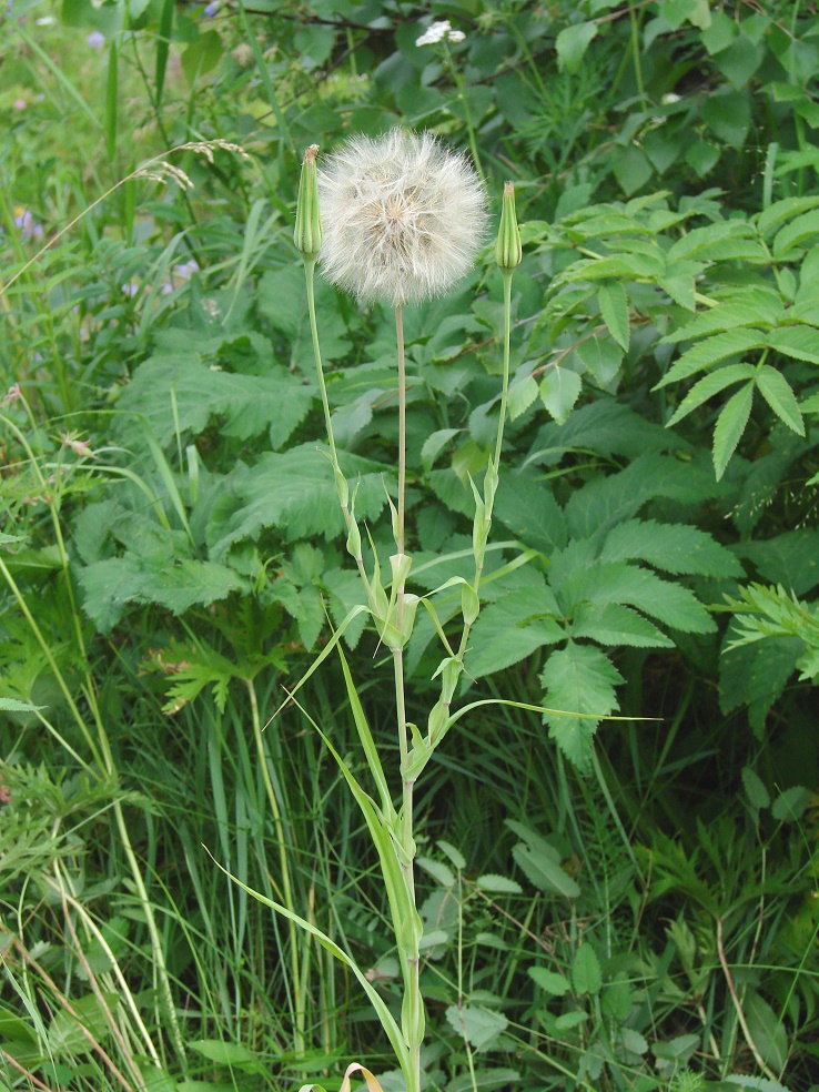 Изображение особи род Tragopogon.