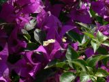 genus Bougainvillea. Ветви с цветками. Турция, р-н Алании, пос. Махмутлар. 12.07.2006.