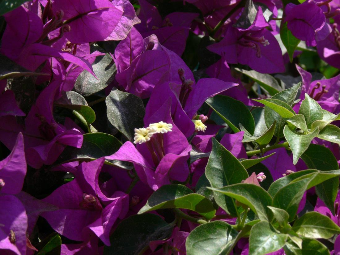 Изображение особи род Bougainvillea.