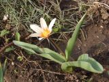 genus Tulipa