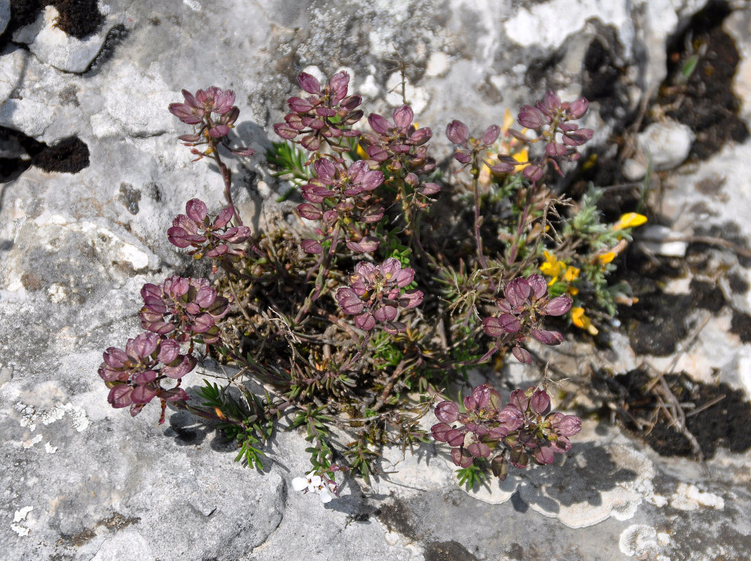 Изображение особи Iberis saxatilis.