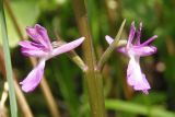 Anacamptis laxiflora subspecies elegans. Цветки. Украина, г. Запорожье, возле Детской железной дороги, в зарослях тростника. 04.06.2016.
