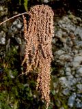 Aruncus sylvestris