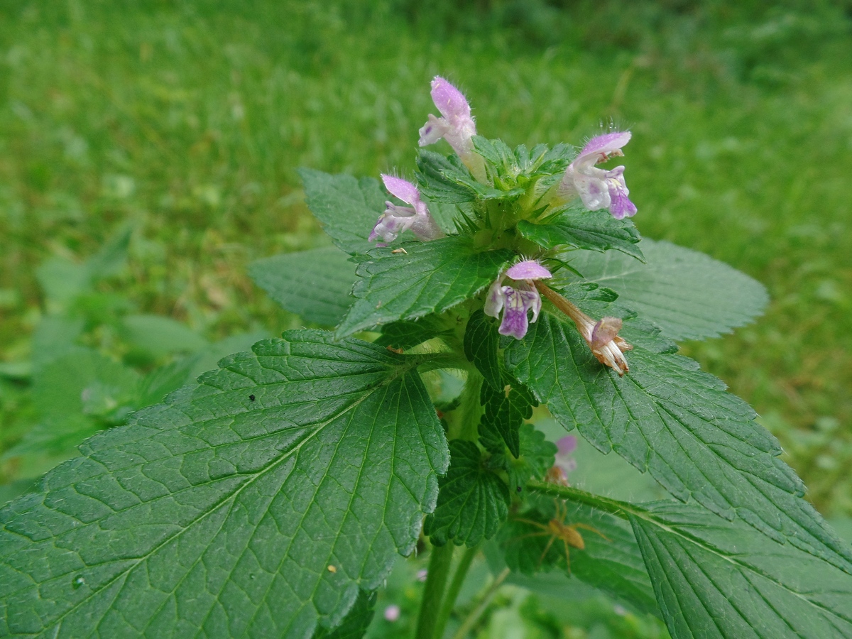 Изображение особи Galeopsis bifida.