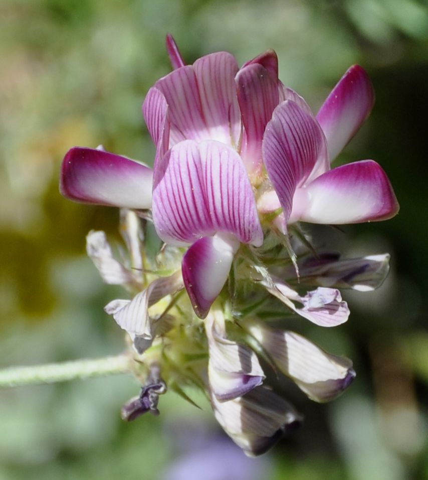 Изображение особи Onobrychis alba.