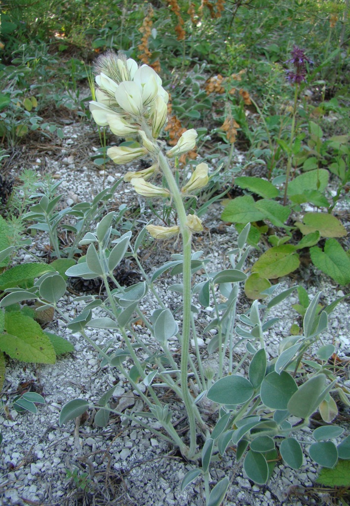 Image of Hedysarum grandiflorum specimen.