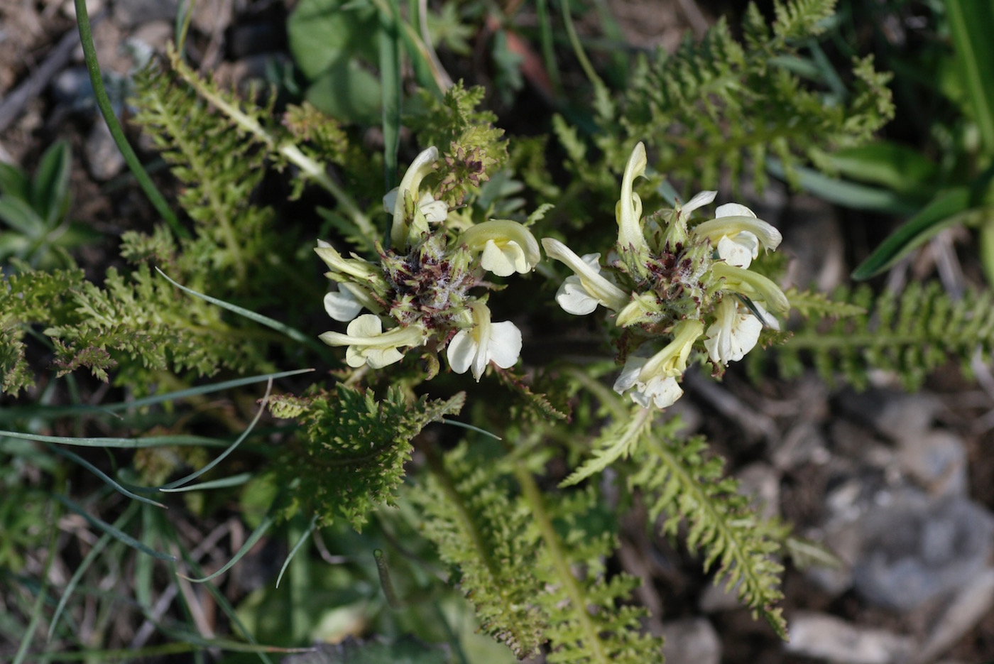 Изображение особи Pedicularis dolichorrhiza.