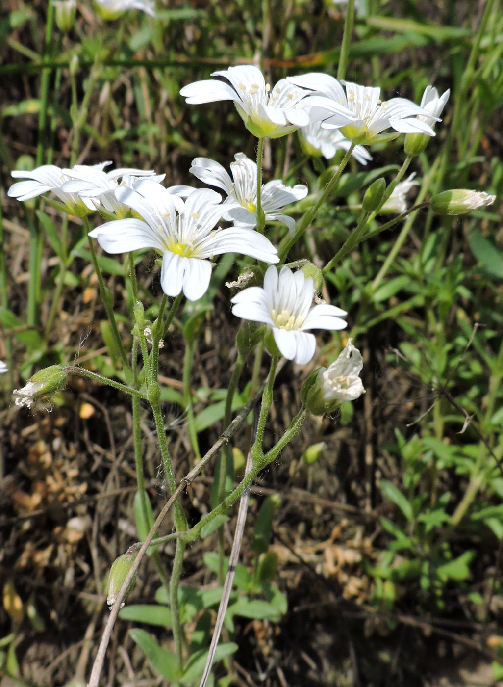 Image of Cerastium arvense specimen.