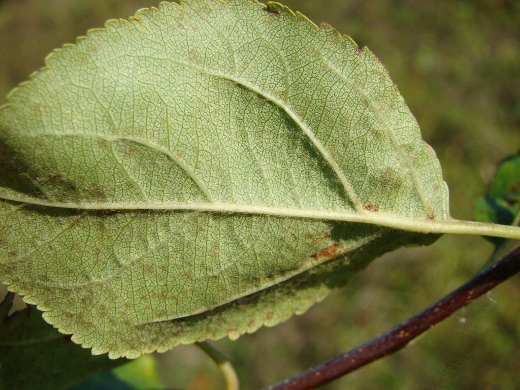 Изображение особи Malus domestica.