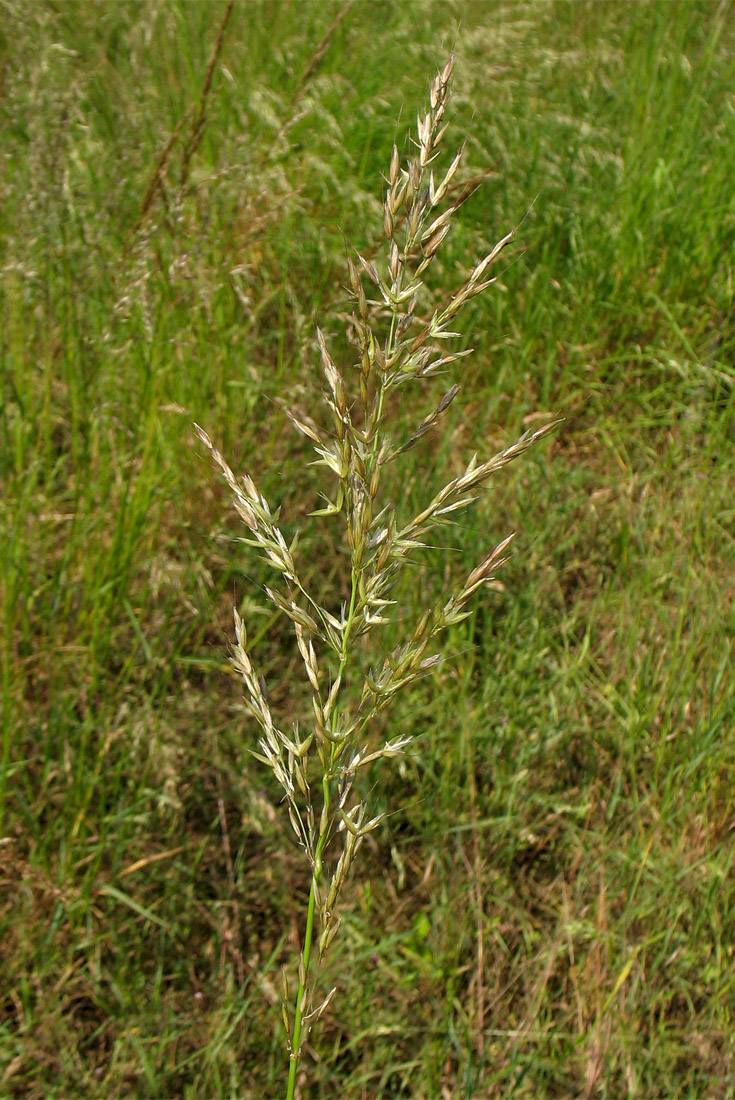 Image of Arrhenatherum elatius specimen.