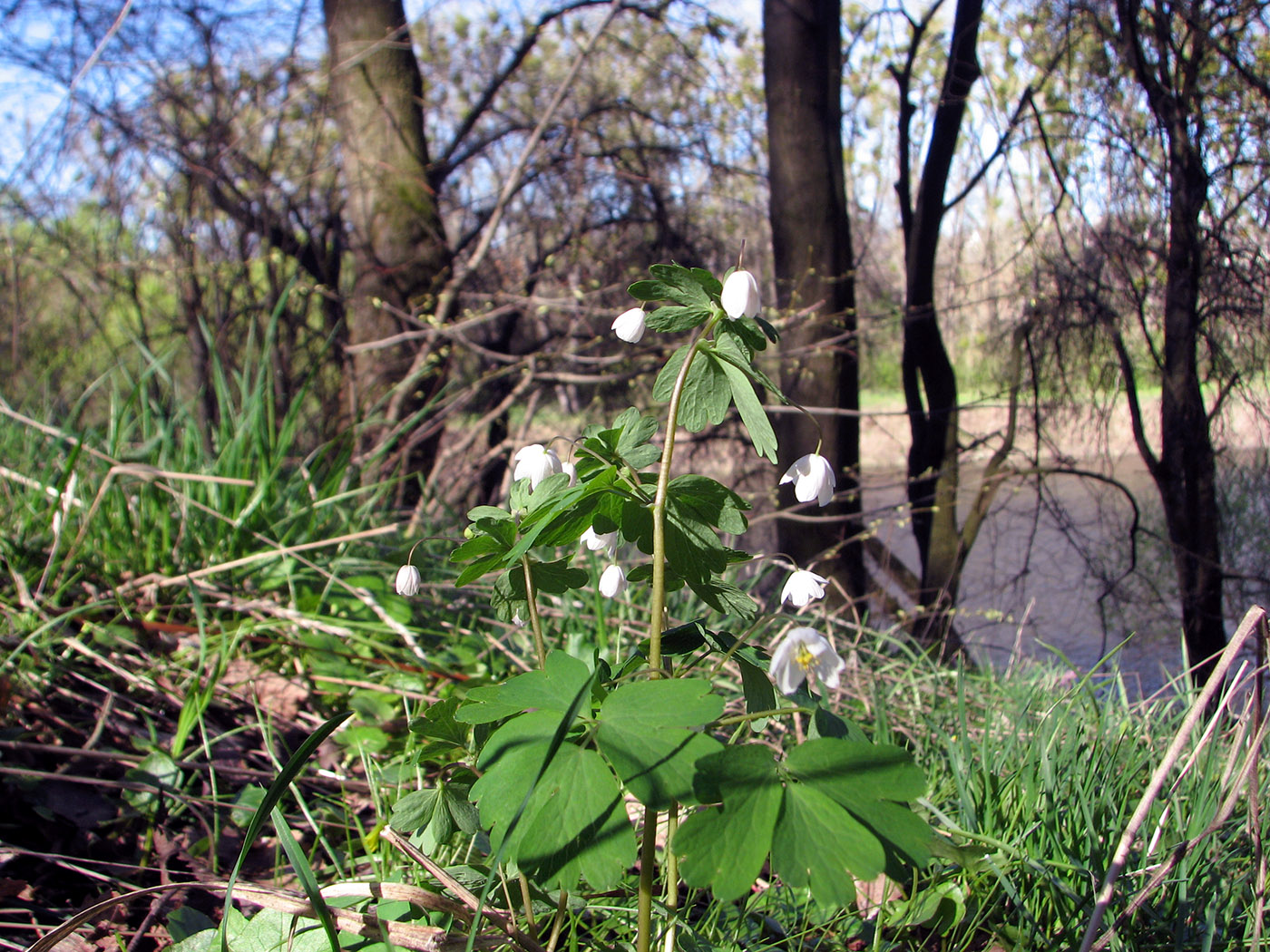 Изображение особи Isopyrum thalictroides.