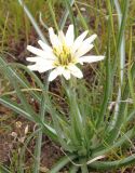 Scorzonera mollis. Центральная часть растения с соцветием (белоцветковая морфа). Украина, г. Запорожье, восточная окраина, долина р. Мокрая Московка, луговая степь. 15.04.2017.