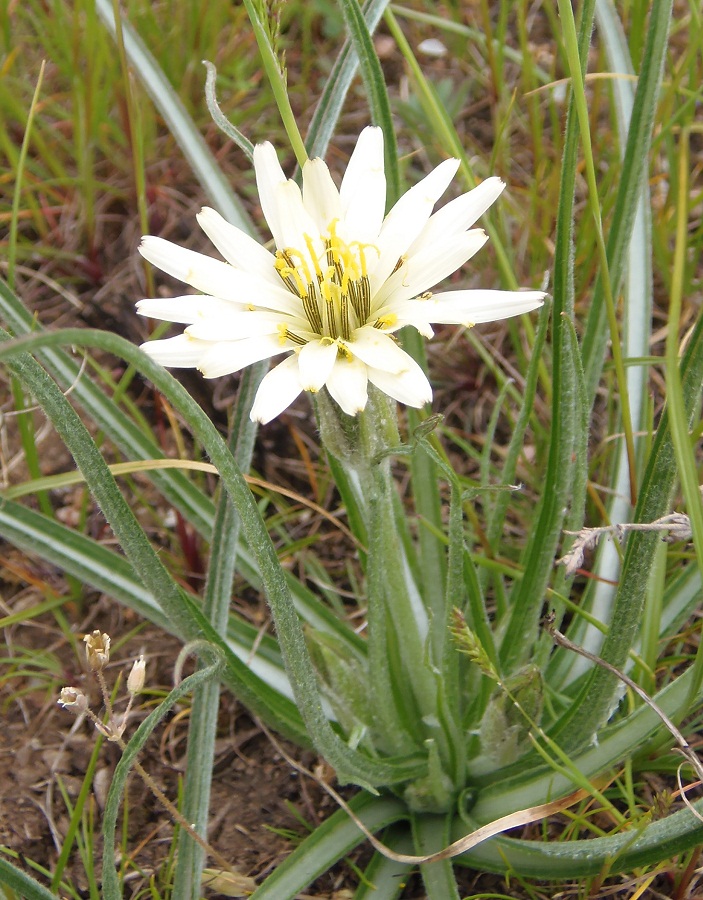 Image of Scorzonera mollis specimen.