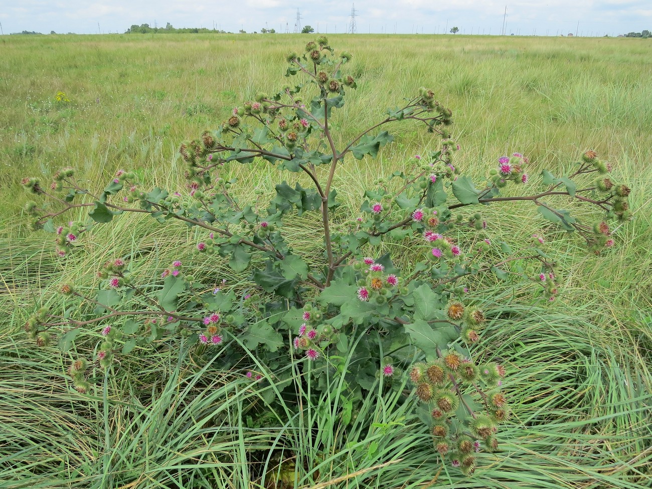 Изображение особи Arctium lappa.