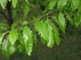 Quercus castaneifolia