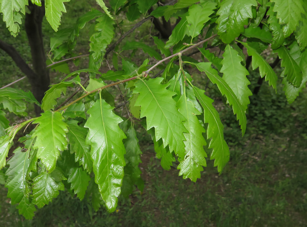 Image of Quercus castaneifolia specimen.