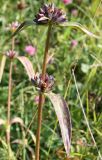 Gentiana macrophylla. Верхушка цветущего растения. Алтайский край, Солонешенский р-н, долина р. Ануй. 28.08.2009.