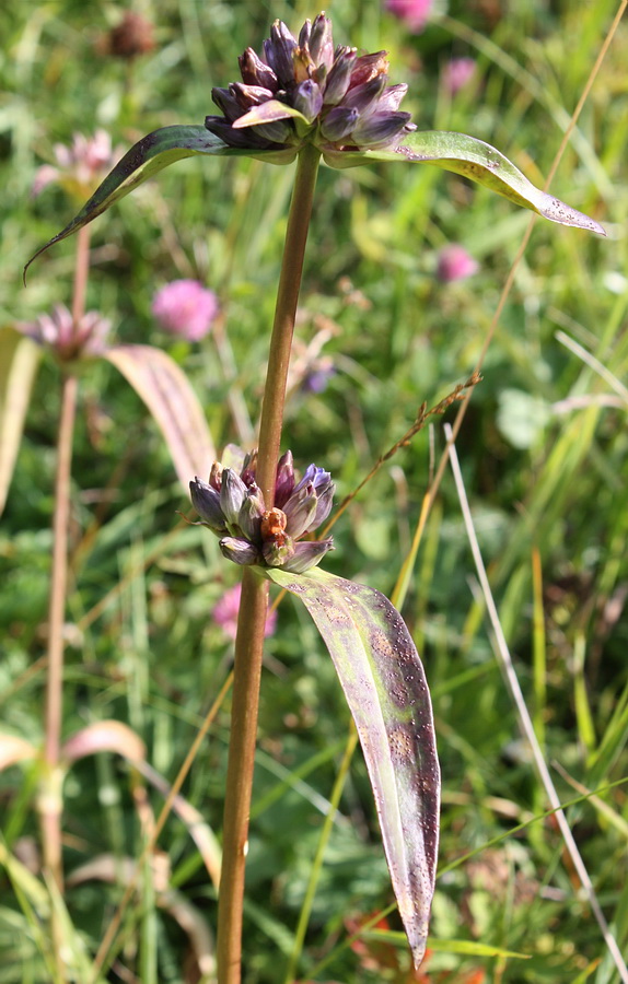 Image of Gentiana macrophylla specimen.