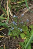 Myosotis micrantha