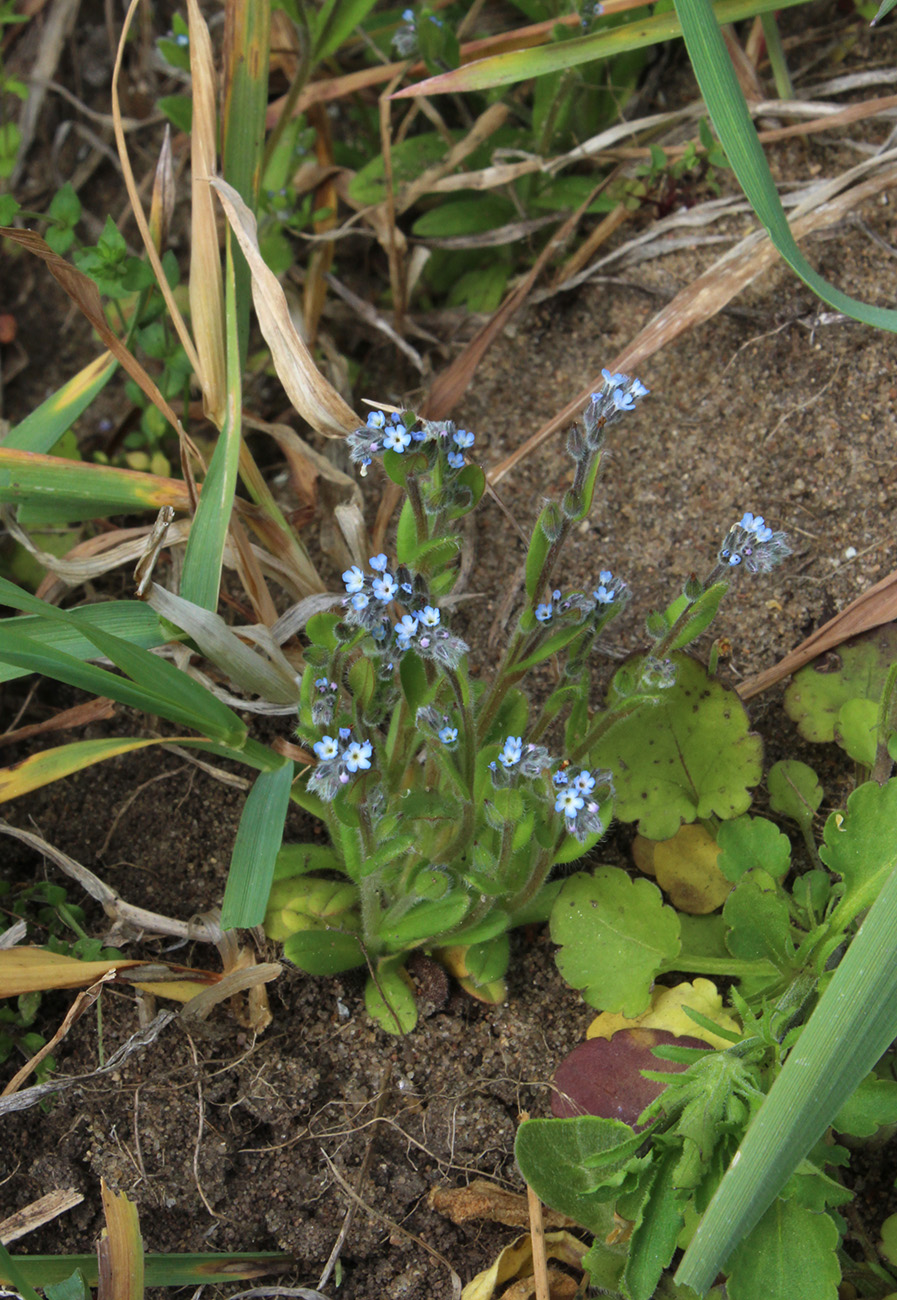 Image of Myosotis micrantha specimen.