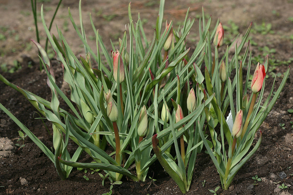 Image of Tulipa linifolia specimen.