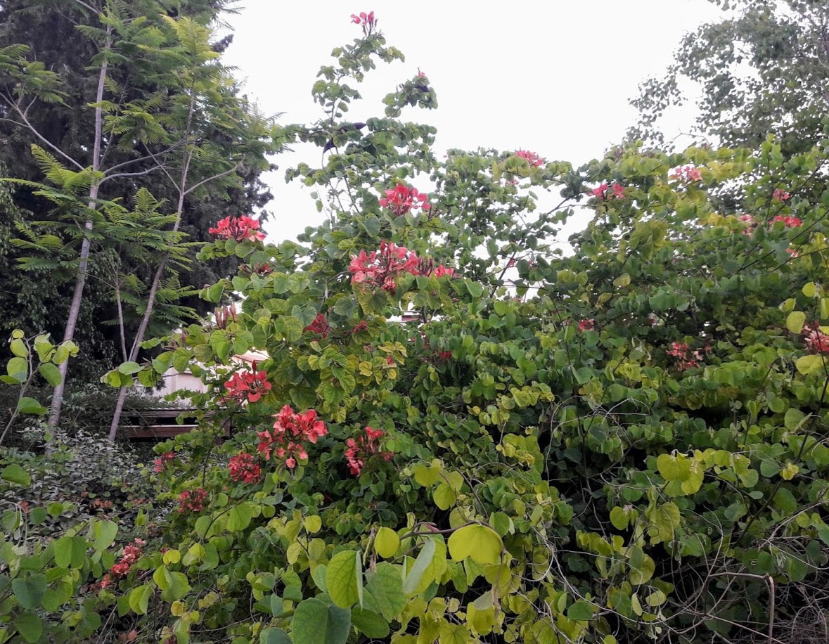 Image of Bauhinia galpinii specimen.
