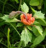 Geum rivale