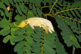 Sesbania grandiflora. Листья и опавший цветок. Таиланд, о-в Пхукет, курорт Ката, во дворе, в культуре. 17.01.2017.