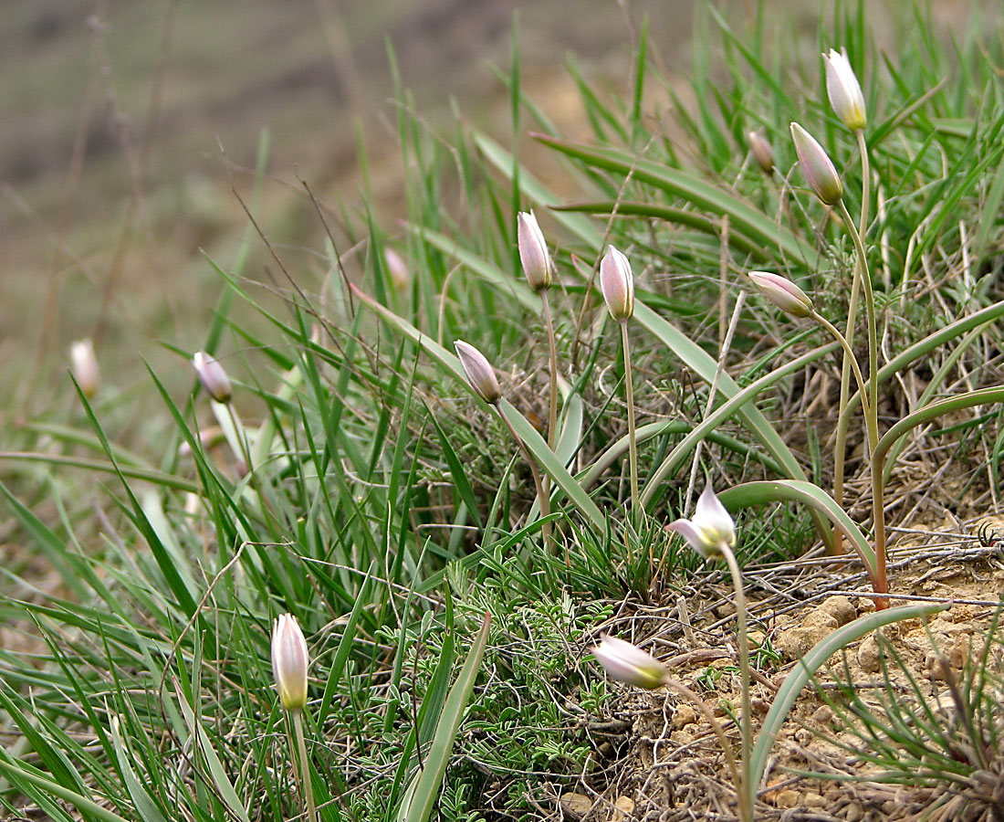 Изображение особи Tulipa biflora.