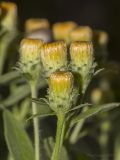 Inula germanica