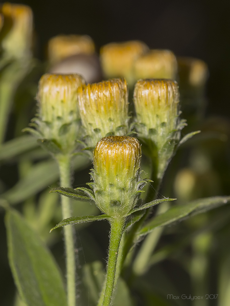 Изображение особи Inula germanica.