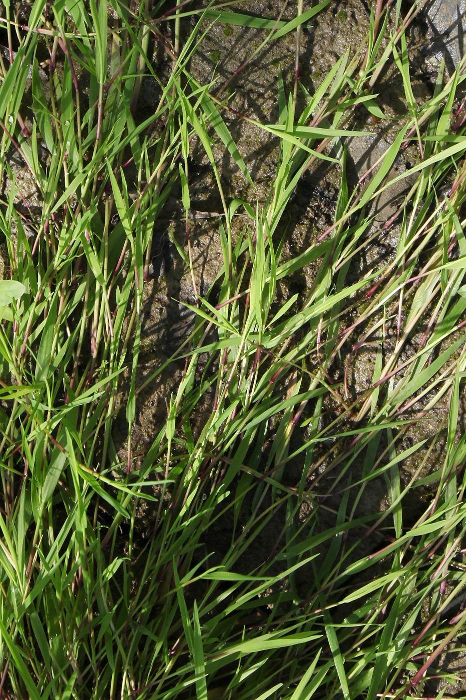 Изображение особи Agrostis stolonifera.