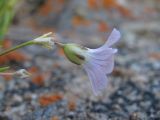 Gypsophila tenuifolia. Цветок (вид сбоку). Кабардино-Балкария, Эльбрусский р-н, долина реки Ирикчат, ок. 2400 м н.у.м., скала. 28.07.2017.