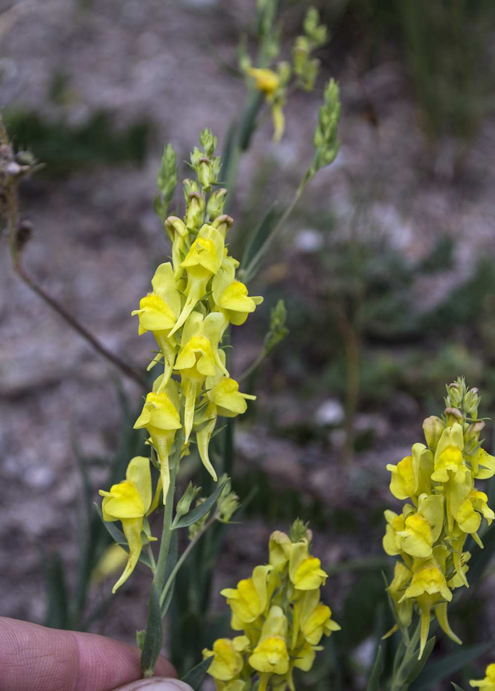 Image of Linaria genistifolia specimen.