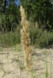 Calamagrostis epigeios. Соплодие. Новосибирская обл., г. Новосибирск, окр. Академгородка, побережье Новосибирского вдхр., прибрежные пески. 6 августа 2017 г.