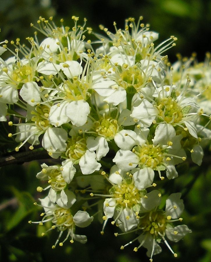 Изображение особи Spiraea hypericifolia.