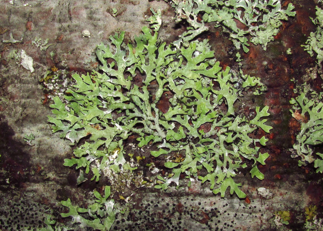 Image of Parmelia asiatica specimen.