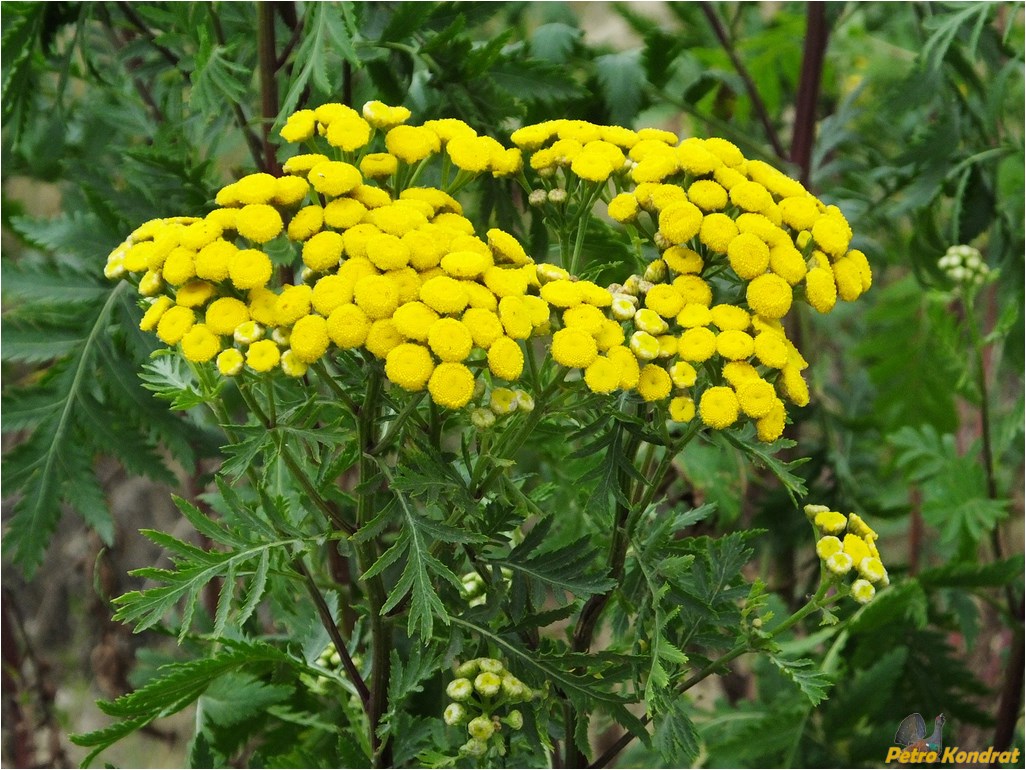 Изображение особи Tanacetum vulgare.