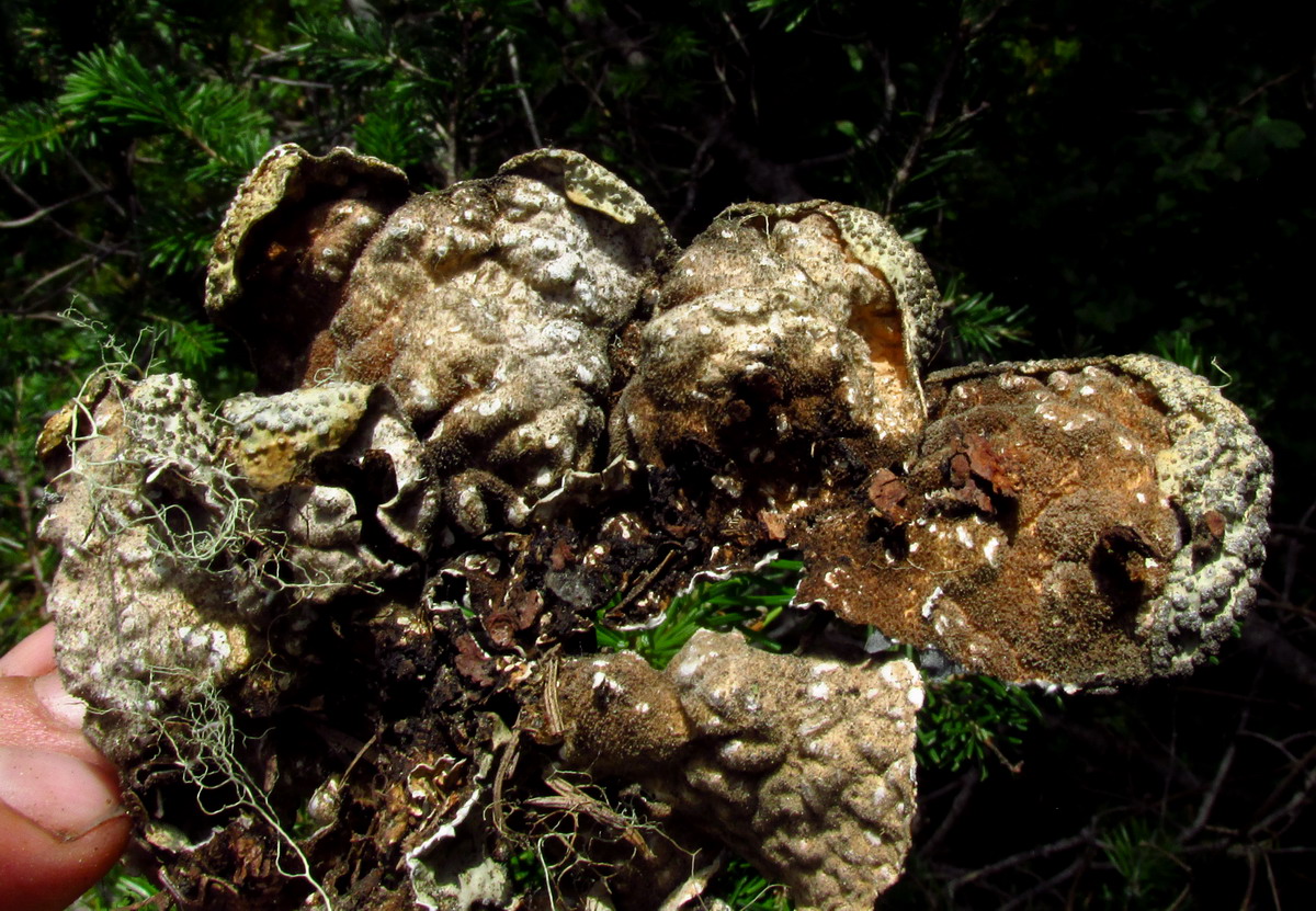 Изображение особи Lobaria jenisseensis.