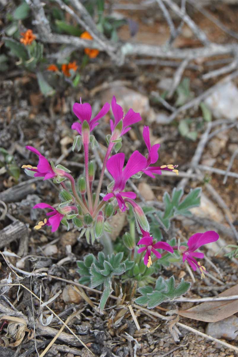 Изображение особи Pelargonium incrassatum.